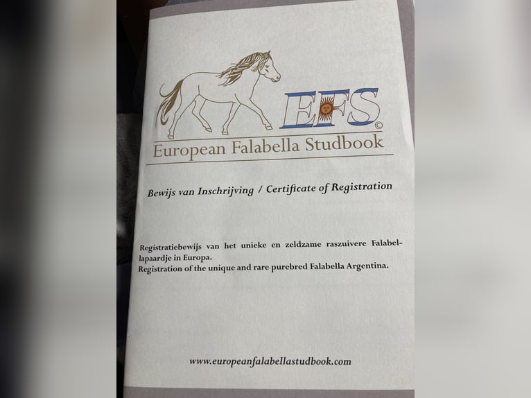 Falabella Hengst 1 Jaar 80 cm Appaloosa in Vledder