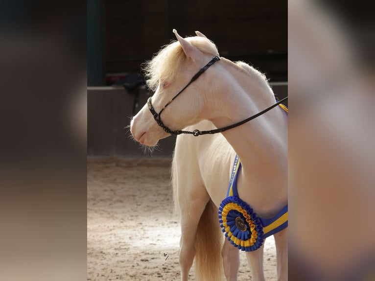 Falabella Hengst 1 Jaar 84 cm Perlino in Sint Nicolaasga