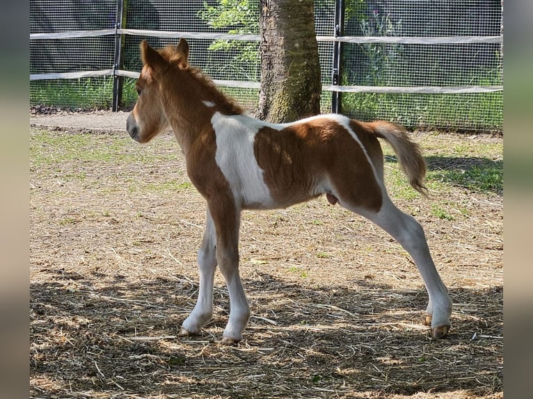 Falabella Hengst 1 Jaar Tobiano-alle-kleuren in GROBBENDONK