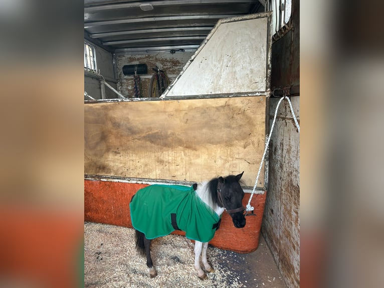 Falabella Hengst 1 Jahr 65 cm Schecke in Solarino