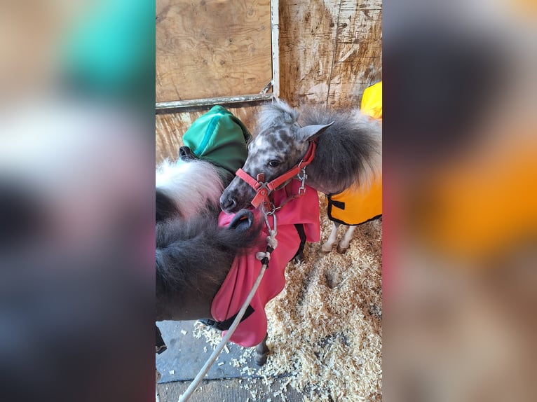 Falabella Hengst 1 Jahr 70 cm Tigerschecke in Solarino