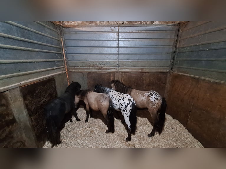 Falabella Mix Hengst 1 Jahr 73 cm Tigerschecke in Solarino
