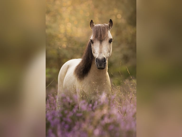 Falabella Hengst 1 Jahr 84 cm Perlino in Sint Nicolaasga