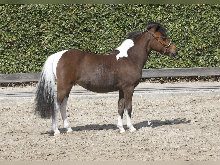 Falabella Hengst 1 Jahr 84 cm Perlino in Sint Nicolaasga