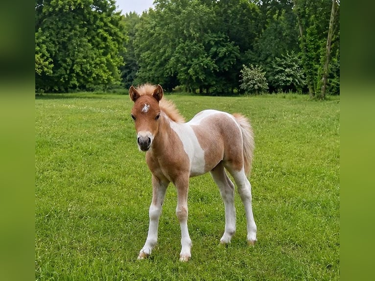 Falabella Hengst 1 Jahr Tobiano-alle-Farben in GROBBENDONK
