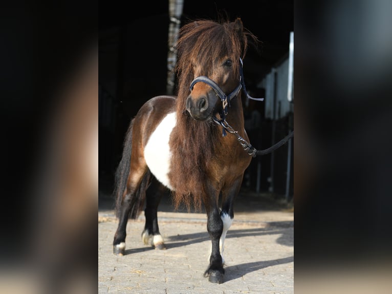 Falabella Hengst 2 Jaar 85 cm Gevlekt-paard in Geilenkirchen