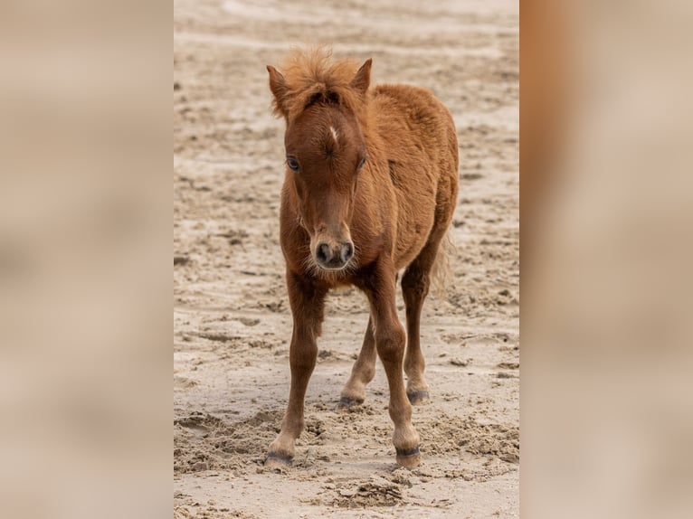 Falabella Hengst 2 Jahre 77 cm Fuchs in Kahla