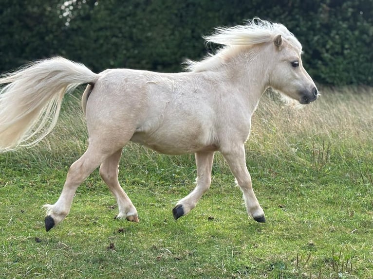 Falabella Hengst 2 Jahre 78 cm Palomino in Sint Nicolaasga
