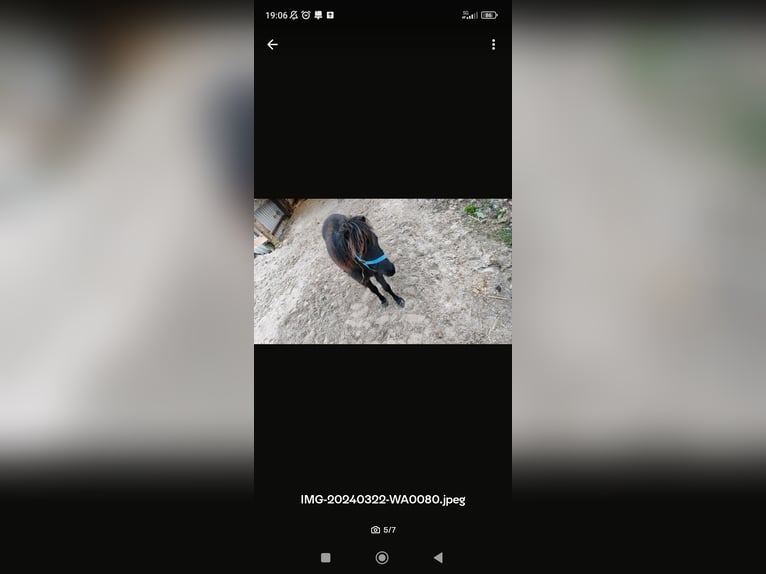 Falabella Hengst 2 Jahre 80 cm Rappe in Leezdorf