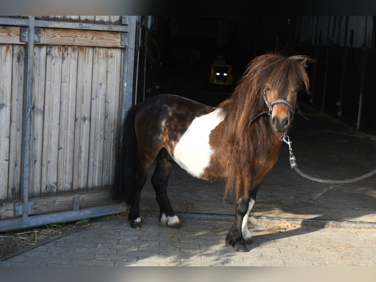 Falabella Hengst 2 Jahre 85 cm Schecke in Geilenkirchen