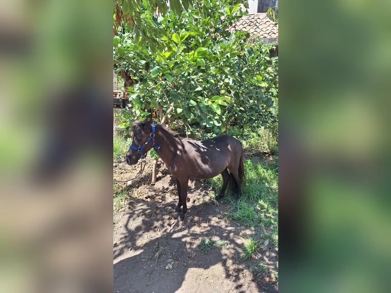 Falabella Hengst 3 Jaar 79 cm Zwart in Solarino