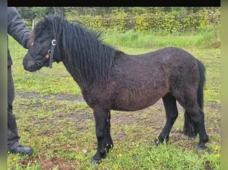 Falabella Hengst 3 Jaar 94 cm  in Leezdorf