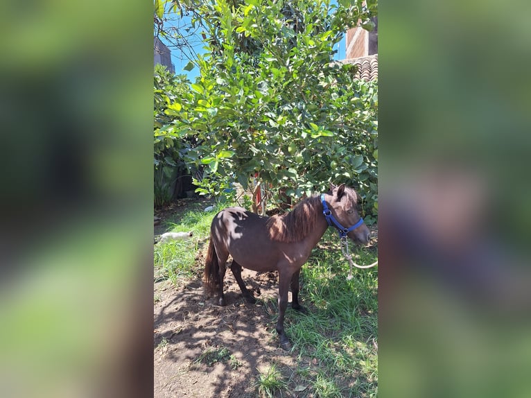 Falabella Hengst 3 Jahre 79 cm Rappe in Solarino