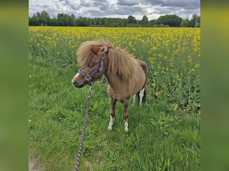 Falabella Hengst 3 Jahre Schecke in Quendorf