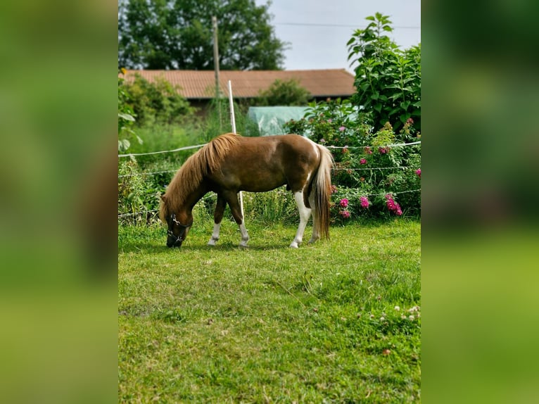 Falabella Hengst 3 Jahre Schecke in Quendorf