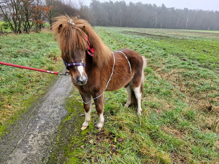 Falabella Hengst 3 Jahre Schecke in Quendorf