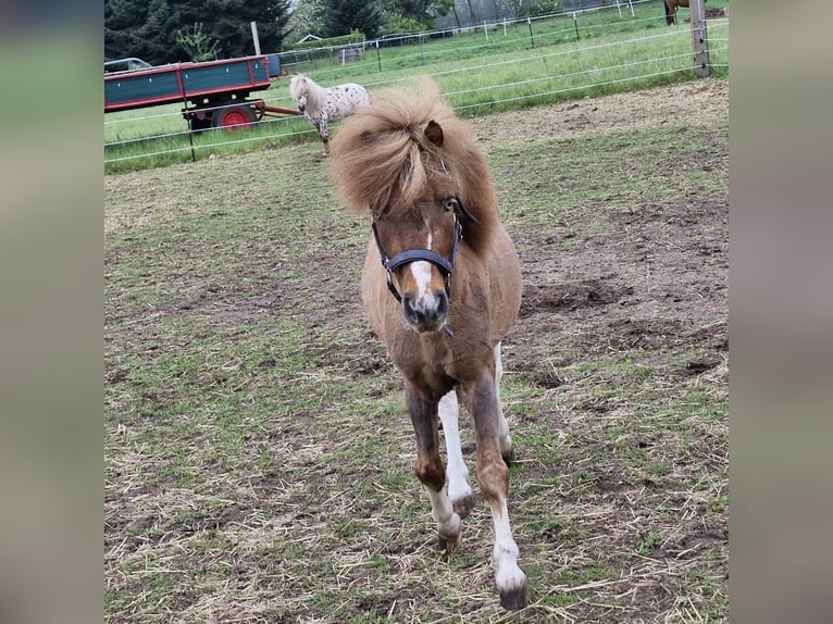 Falabella Hengst 3 Jahre Schecke in Quendorf