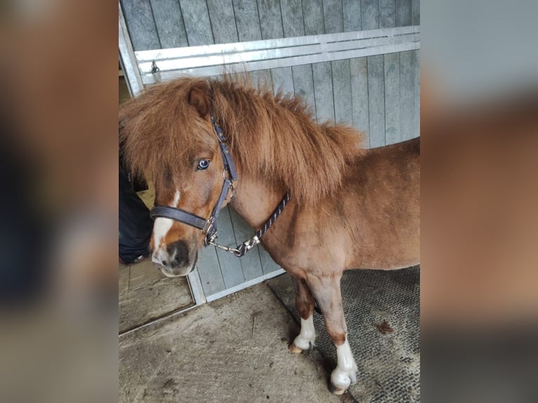 Falabella Hengst 3 Jahre Schecke in Quendorf