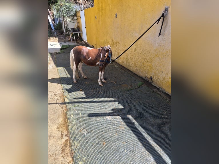 Falabella Hengst 4 Jaar 60 cm Gevlekt-paard in Santa Coloma De Gramenet