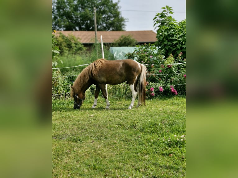 Falabella Hengst 4 Jaar 90 cm Vos in Schüttorf
