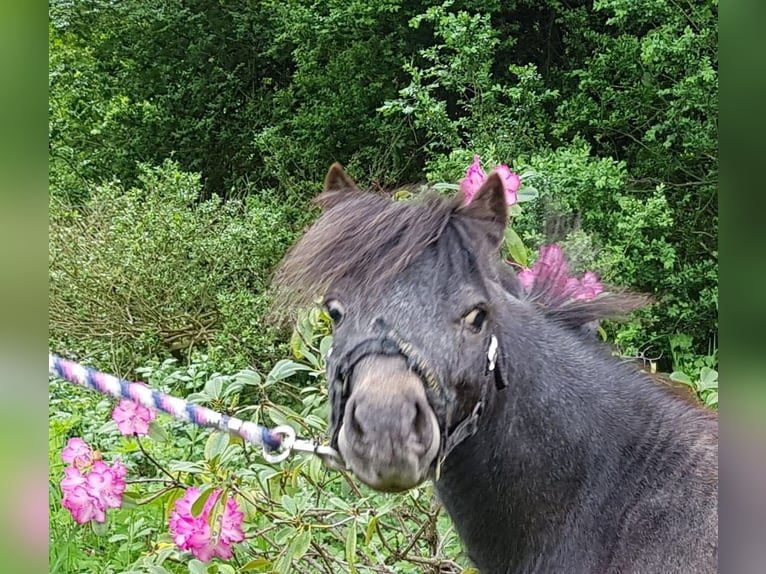 Falabella Hengst 7 Jaar 80 cm Roan-Bay in Chantilly