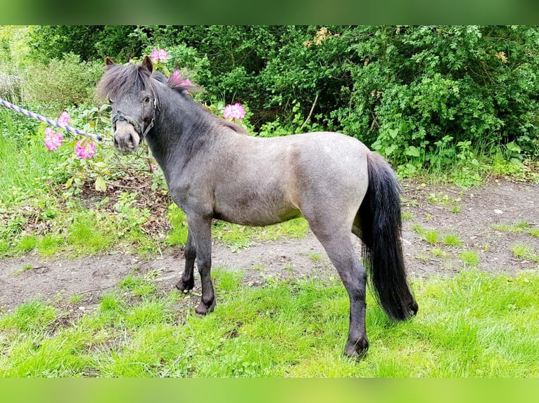 Falabella Hengst 7 Jaar 80 cm Roan-Bay in Chantilly