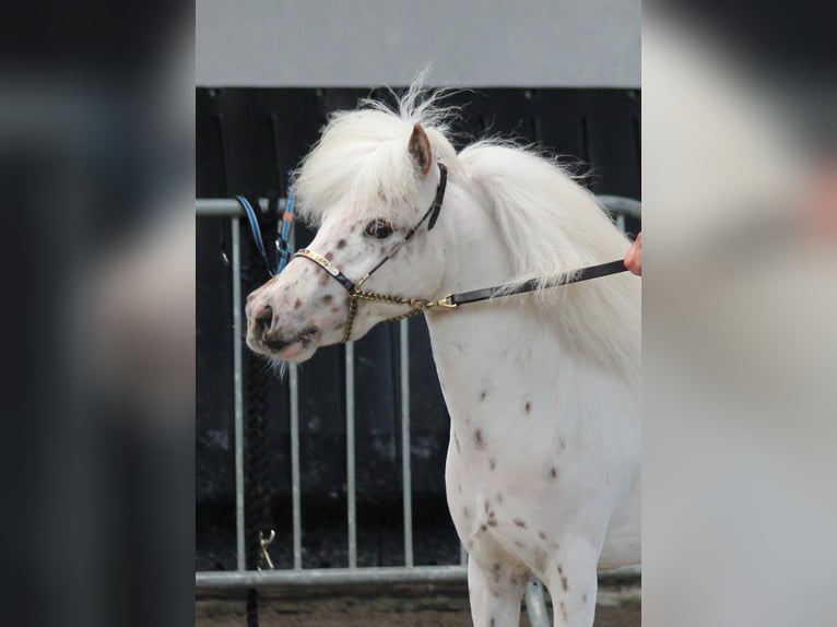 Falabella Hengst 8 Jaar 85 cm Appaloosa in Nijverdal