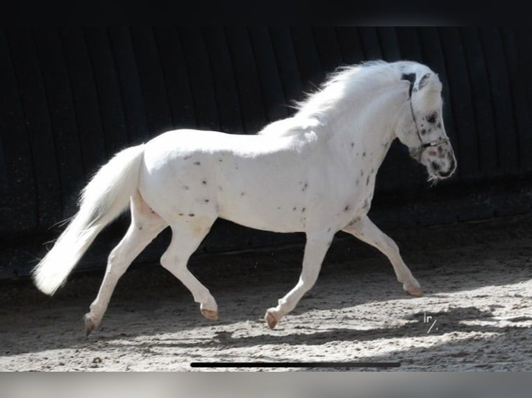Falabella Hengst 8 Jahre 85 cm Tigerschecke in Nijverdal