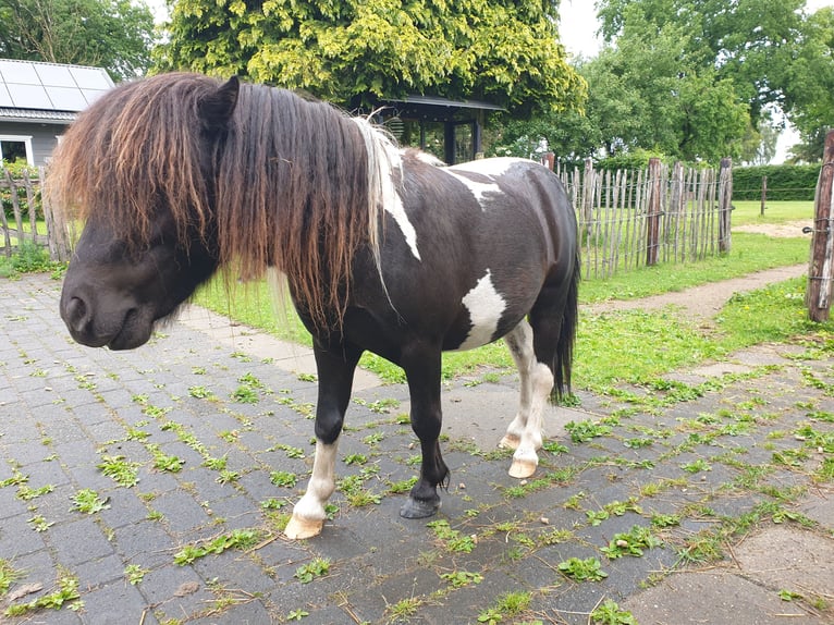 Falabella Hengst Tobiano-alle-Farben in Epe