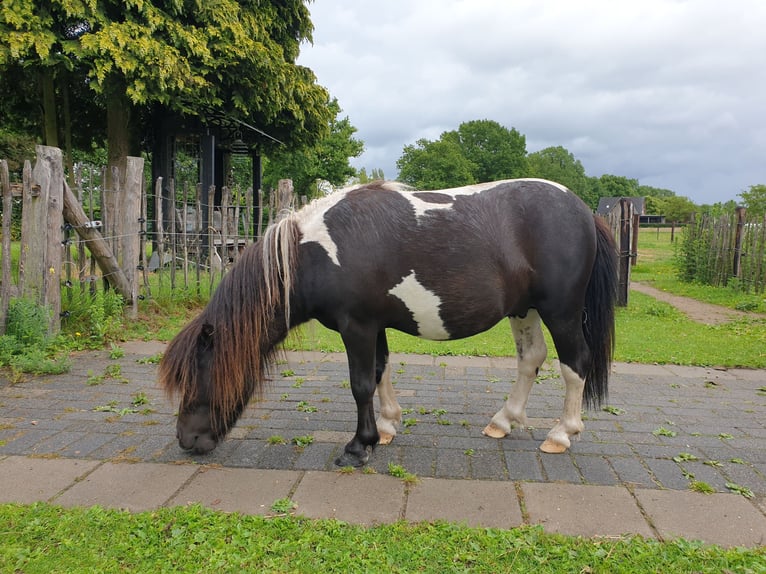 Falabella Hengst Tobiano-alle-Farben in Epe