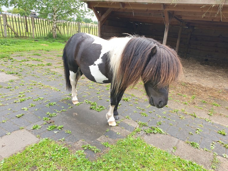 Falabella Hengst Tobiano-alle-Farben in Epe