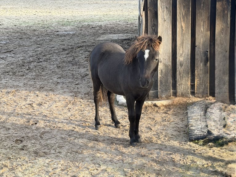 Falabella Hengst Veulen (04/2026) 70 cm Zwart in Nijverdal