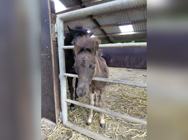 Falabella Hengst Veulen (04/2026) 70 cm Zwartbruin in Kornhorn