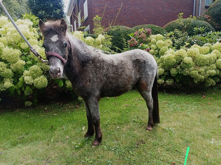 Falabella Hingst 1 år 80 cm Leopard-Piebald in Vledder