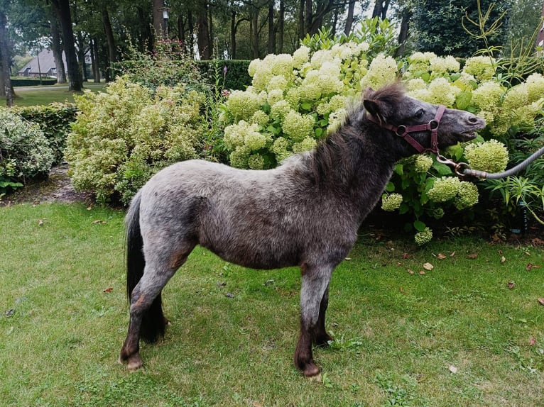 Falabella Hingst 1 år 80 cm Leopard-Piebald in Vledder