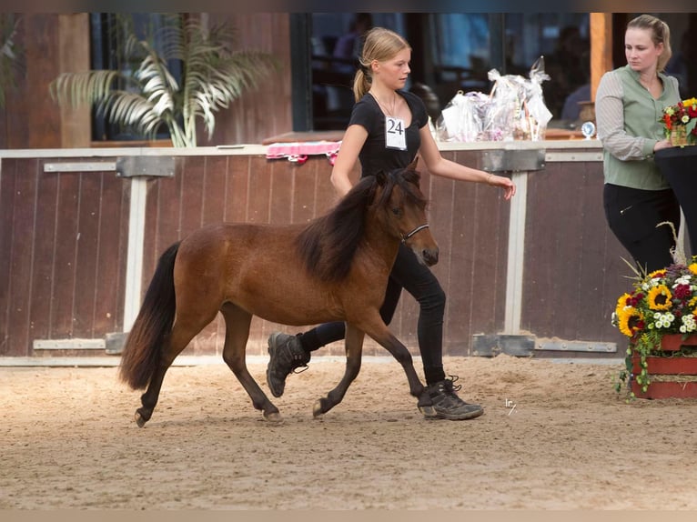 Falabella Hingst 2 år 87 cm Tobiano-skäck-alla-färger in Kerkwerve