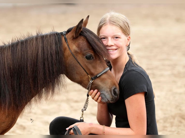 Falabella Hingst 2 år 87 cm Tobiano-skäck-alla-färger in Kerkwerve