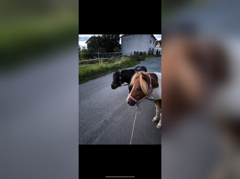 Falabella Hongre 8 Ans 95 cm Pinto in M&#xFC;nzenberg