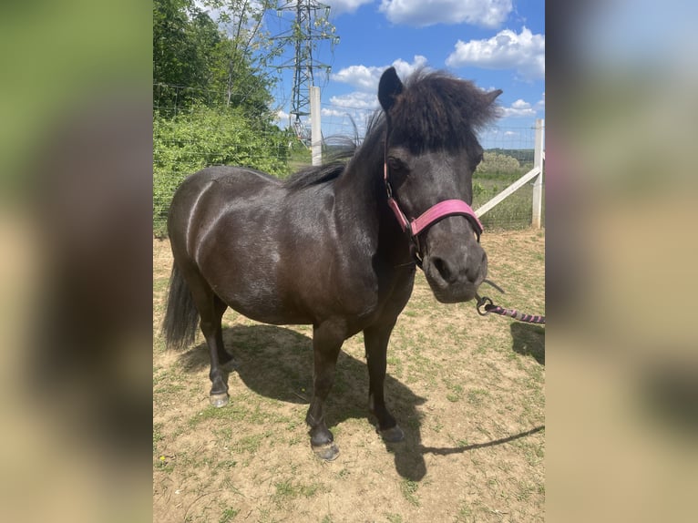 Falabella Jument 10 Ans 85 cm Bai in Gödöllő