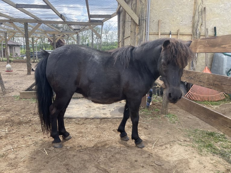 Falabella Jument 10 Ans 85 cm Bai in Gödöllő