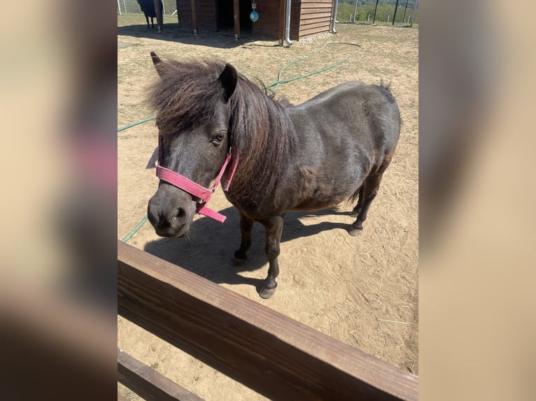 Falabella Jument 10 Ans 85 cm Bai in Gödöllő