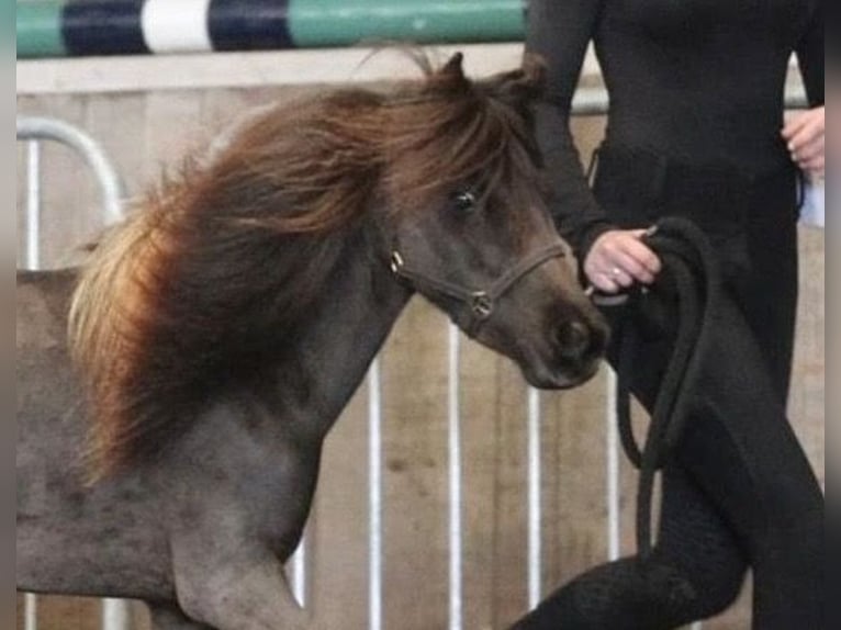 Falabella Jument 1 Année 79 cm Tobiano-toutes couleurs in Kerkwerve