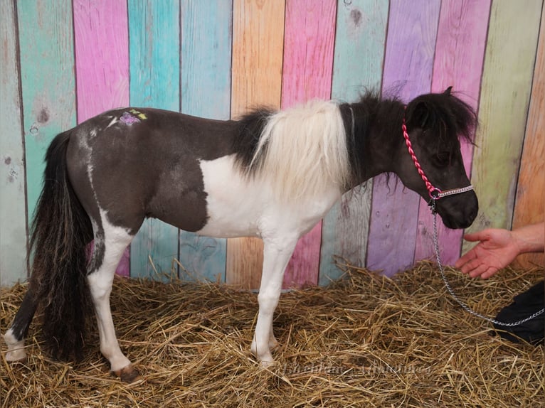 Falabella Jument 2 Ans 74 cm  in kerry
