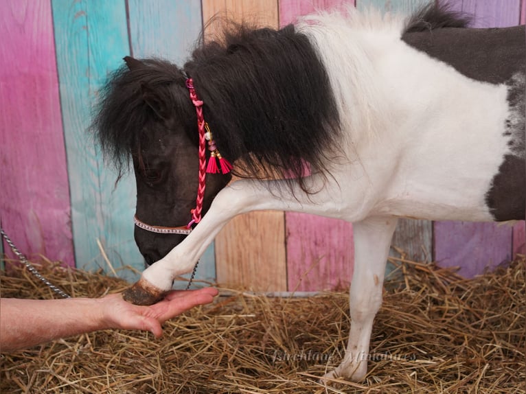 Falabella Jument 2 Ans 74 cm  in kerry