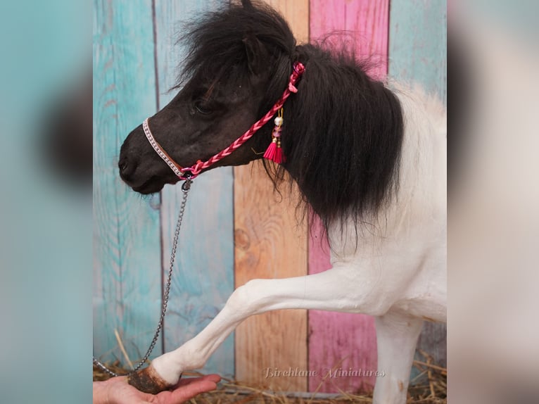 Falabella Jument 2 Ans 74 cm  in kerry