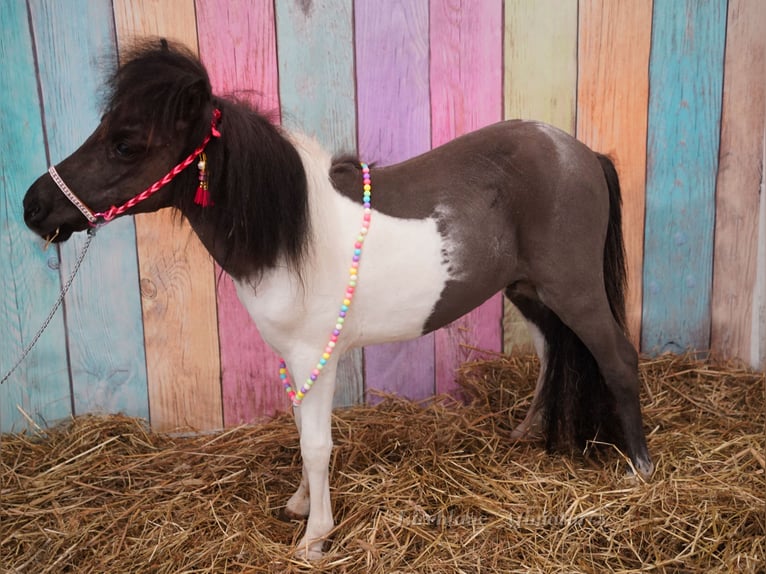Falabella Jument 2 Ans 74 cm  in kerry