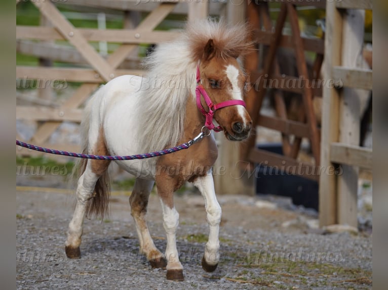 Falabella Croisé Jument 2 Ans 74 cm Tobiano-toutes couleurs in kerry