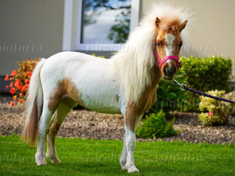 Falabella Croisé Jument 2 Ans 74 cm Tobiano-toutes couleurs in kerry