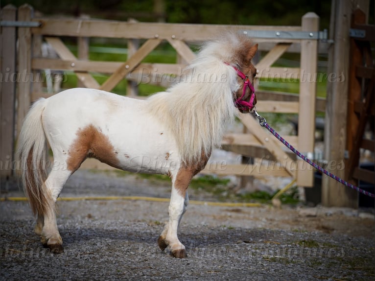 Falabella Croisé Jument 2 Ans 74 cm Tobiano-toutes couleurs in kerry