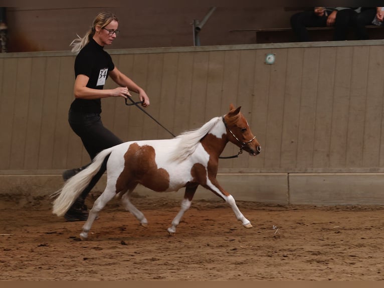Falabella Jument 2 Ans 80 cm Tobiano-toutes couleurs in Liempde
